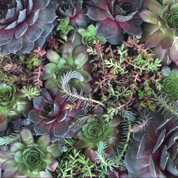 Meet your Posher, Andrea - Picture 1 of 1